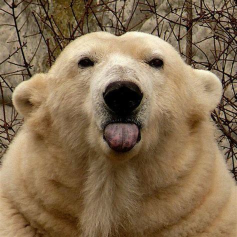 Be Nice Mr Polar Bear Ursi Pinterest