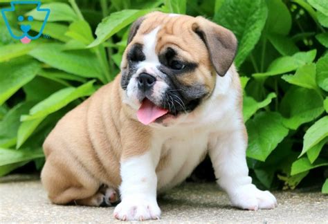 Old english bulldog puppies and olde victorian bulldogge puppy shipping is available nearly anywhere in the world. Penelope | English Bulldog Puppy For Sale | Keystone Puppies