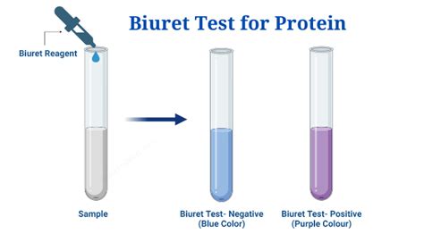 Biuret Test For Protein Purpose Objectives Principle Procedure Sexiz Pix