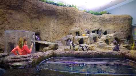 Ripleys Aquarium Of The Smokies In Gatlinburg Tennessee Expediaca