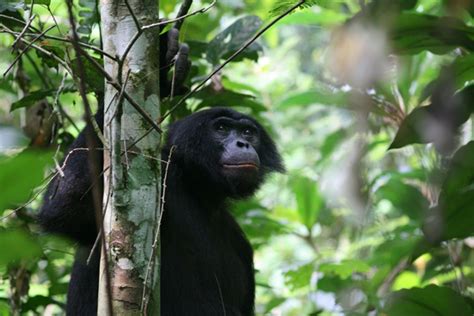 Bonobos The Congo Basins Great Gardeners