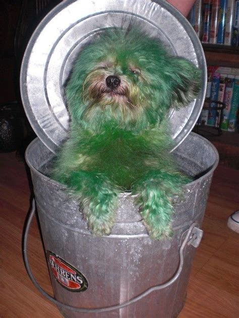 Oscar The Grouch Dog Very Clever And The Expression On