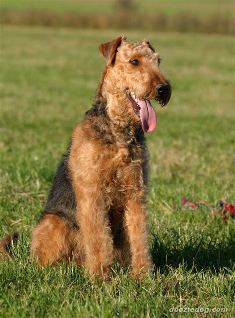 airedale terrier puppies picture cute  funny pet wallpaper