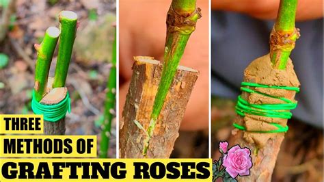 How To Graft Rose Plant Rose Bud Grafting Tree Rose Grafting Youtube