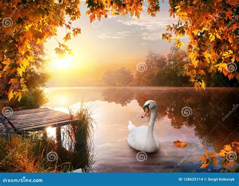 Swan On Autumn River Stock Photo Image Of Clouds Bird 128625114