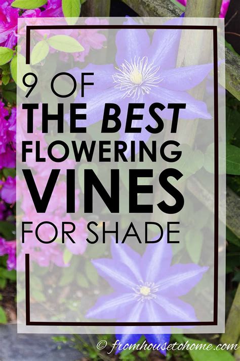 Climbing flowering vines can do wonders, adding a magnificent new dimension to your sunroom or. Flowering Vines For Shade (9 of the Best Perennial Shade ...