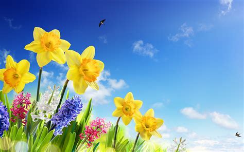 Photos Sky Flowers Daffodils 3840x2400
