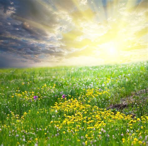 Meadow On Sunrise Stock Photo Image Of Nature Grow 54178858