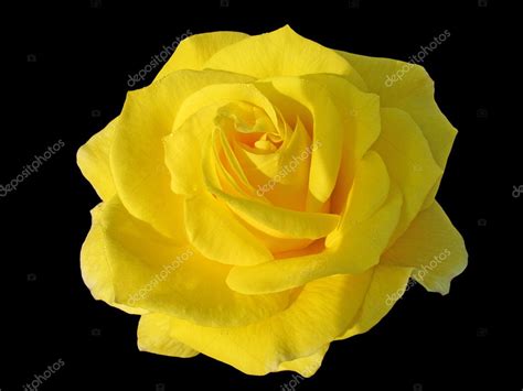 Yellow Rose Stock Photo By ©romantiche 2442803