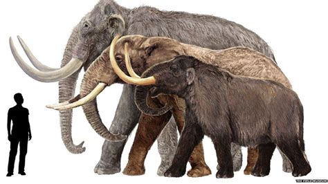 In Pictures Mammoths Of The Ice Age Megafauna Prehistoric Animals