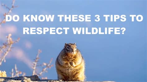 3 Tips To Respect Wildlife 3 Tips Para Respetar A La Fauna Silvestre