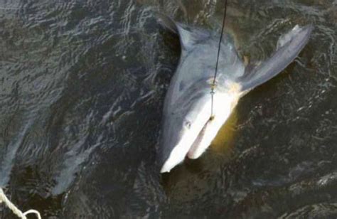 5ft Shark Caught In Lake Pontchartrain