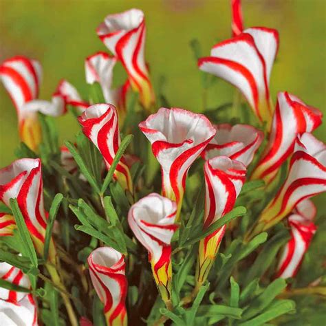 Inspirasi 50 Gambar Bunga Simple Dan Minimalis Gambar Bunga Tulip