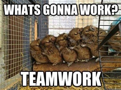 The best memes from instagram, facebook, vine, and twitter about great job. 22 Awesome Examples of Teamwork Done... | Teamwork funny ...