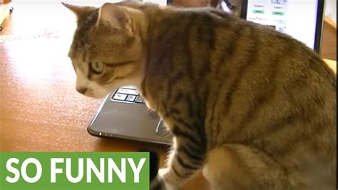 Cat Tries To Save Meowing Kitten From Inside Laptop Youtube