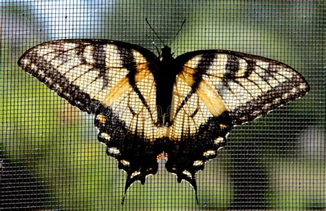 Farfalla Di Swallowtail Della Tigre Di Pasqua Immagine Stock Immagine