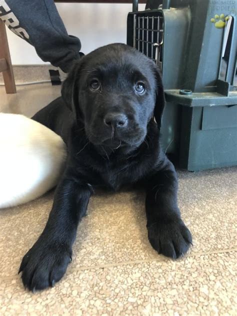 For the twenty seventh straight year, the nation's largest purebred dog registry has ranked labradors as the most popular breed in the country. Sebastian - Labrador Retriever Puppy for Sale in ...