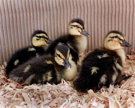 Rouen Ducklings Dont Mistake Them For Mallards These Guys Grown Much