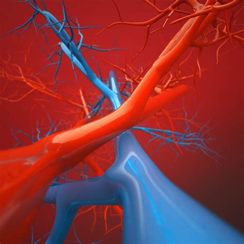 The Anatomy Of A Vein The New Jersey Vein And Vascular Center