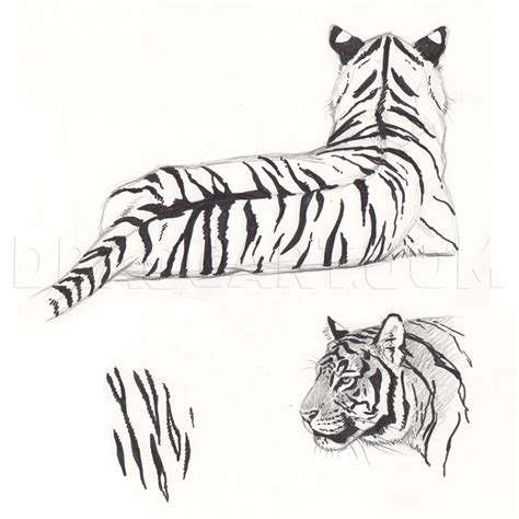 How To Sketch A Bengal Tiger Step By Step Drawing Guide By Makangeni