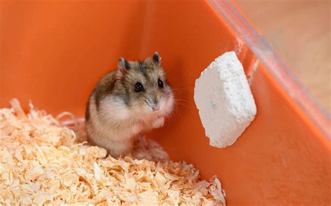 Why Is My Hamster Shaking 4 Possible Reasons Pet Keen