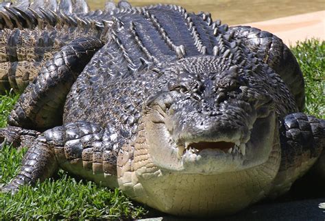 Crocodile Bite And Excessive Sex Drives Are Just Some Of The Bizarre Reasons Given By Patients