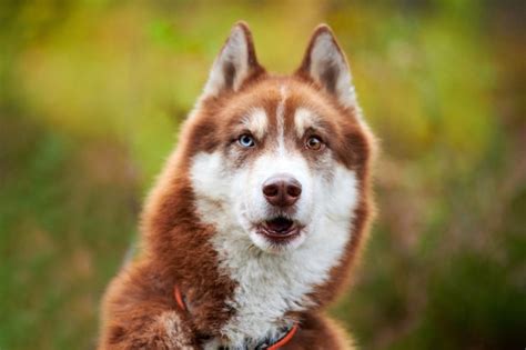 cão engraçado husky siberiano surpreso retrato de husky siberiano com a boca aberta e expressão