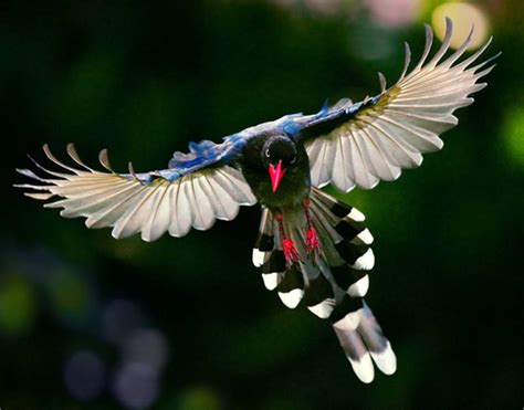 Beautiful Himalayan Birds