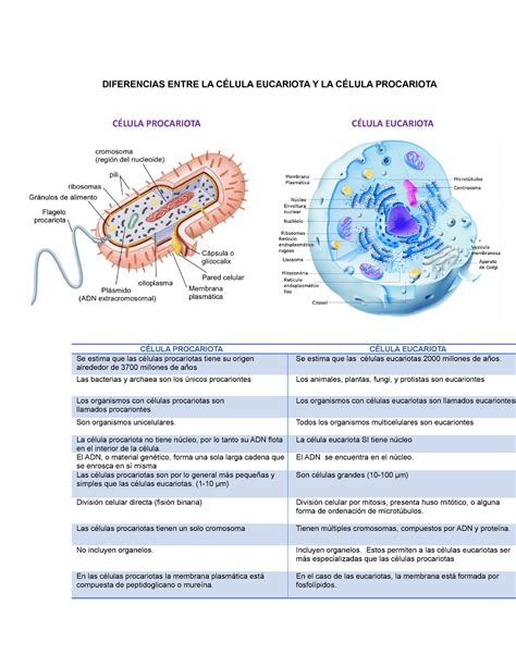 Diferencias Entre Celula Eucariota Y Procariota Pdf Descúbrelo