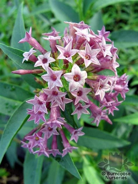 Check out our justicia pectoralis selection for the very best in unique or custom, handmade pieces from our shops. CESTRUM 'Cretan Purple' | Buddleia plant, Delphinium plant ...