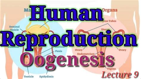 human reproduction lecture 9 oogenesis female gametogenesis youtube