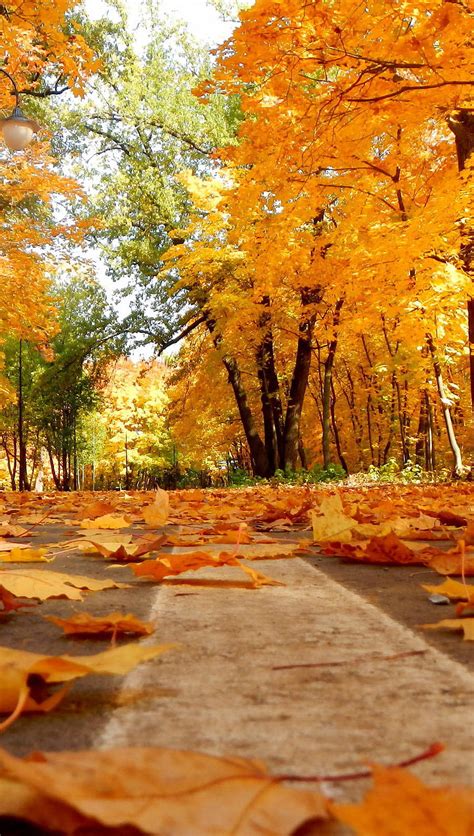 Autumn Falling Leaves Road Hd Phone Wallpaper Peakpx
