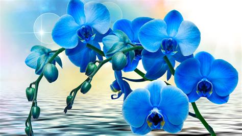 Download Wallpaper Orchids Blue Flowers Phalaenopsis Water Uhd By