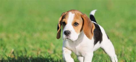 Yet another breeder who offers beagle puppies for sale in multiple states and places. Beagle Mix Puppies For Sale In PA | PETSIDI