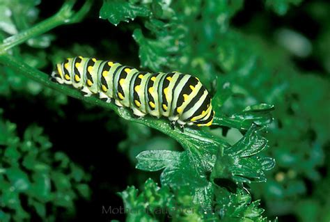Eastern Black Swallowtail Caterpillar Mother Daughter Press