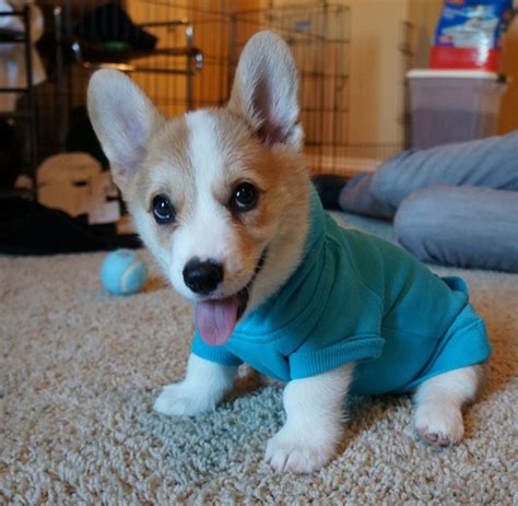 Maybe you would like to learn more about one of these? Cutest corgi ever? Meet Corgnelius (20 pics) | Amazing ...