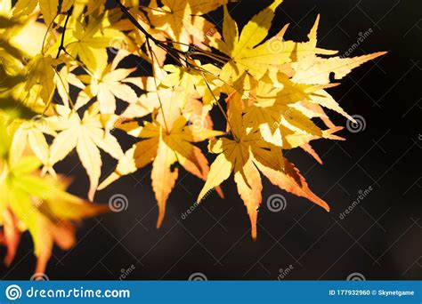 Japanese Maple Leaf Tree In Japanyellow Maple Leaves In Autumn