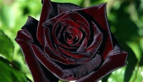 gambar bunga mawar hitam layu koleksi gambar bunga