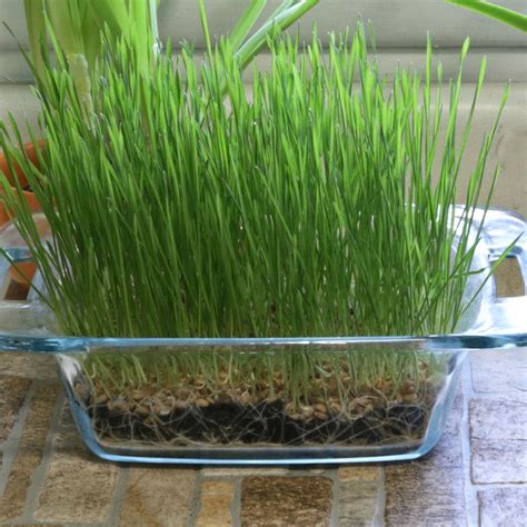 Trueleafmarket.com has been visited by 10k+ users in the past month Growing Wheatgrass Seeds - How to Grow Wheat Berries at Home