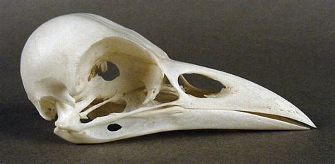 Corvus Mellori Australian Little Raven Skullsite
