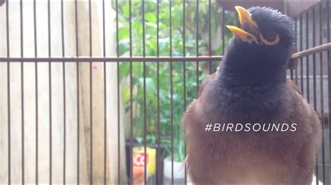 The Most Beautiful Myna Sounds The Common Myna Birds Sound