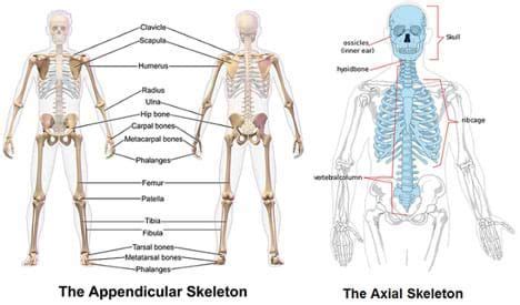What's Inside Your Bones? - Lesson | Human anatomy and physiology, Stem
