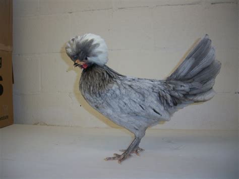 white crested blue polish chicken for sale cackle hatchery®