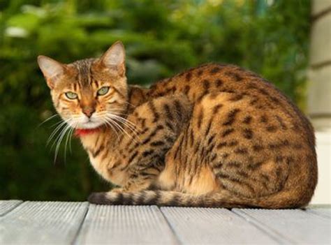 Most Expensive Cats In The World Neat Pets Dogs And Cats
