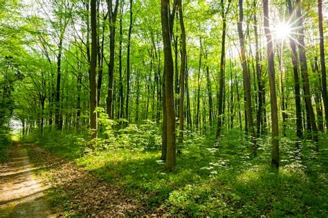 Premium Photo Spring Forest Trees Nature Green Wood Sunlight