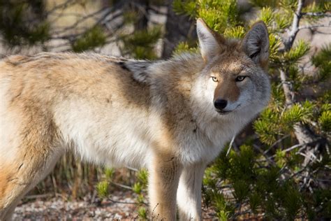 Coyote Coyote Upper Geyser Basin Nps Neal Herbert Oct Flickr