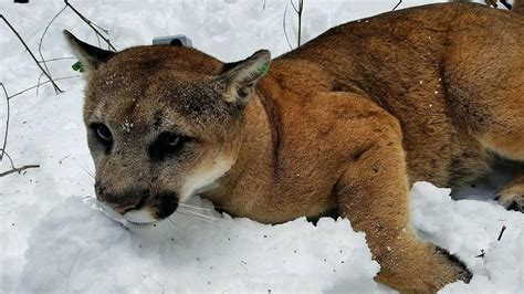 197 Pound Cougar Captured By State Biologists Near Chewelah Kval
