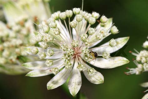 Astrantia White Giant Stock Image Colourbox