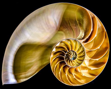 Pin By Eula Collins On Shells Of A Thing Nautilus Shell Shells Sea