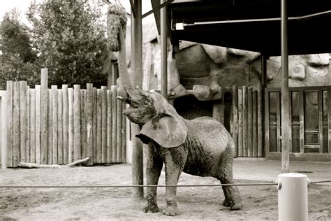 Elephant Elephant Elephants Never Forget Elephant Love